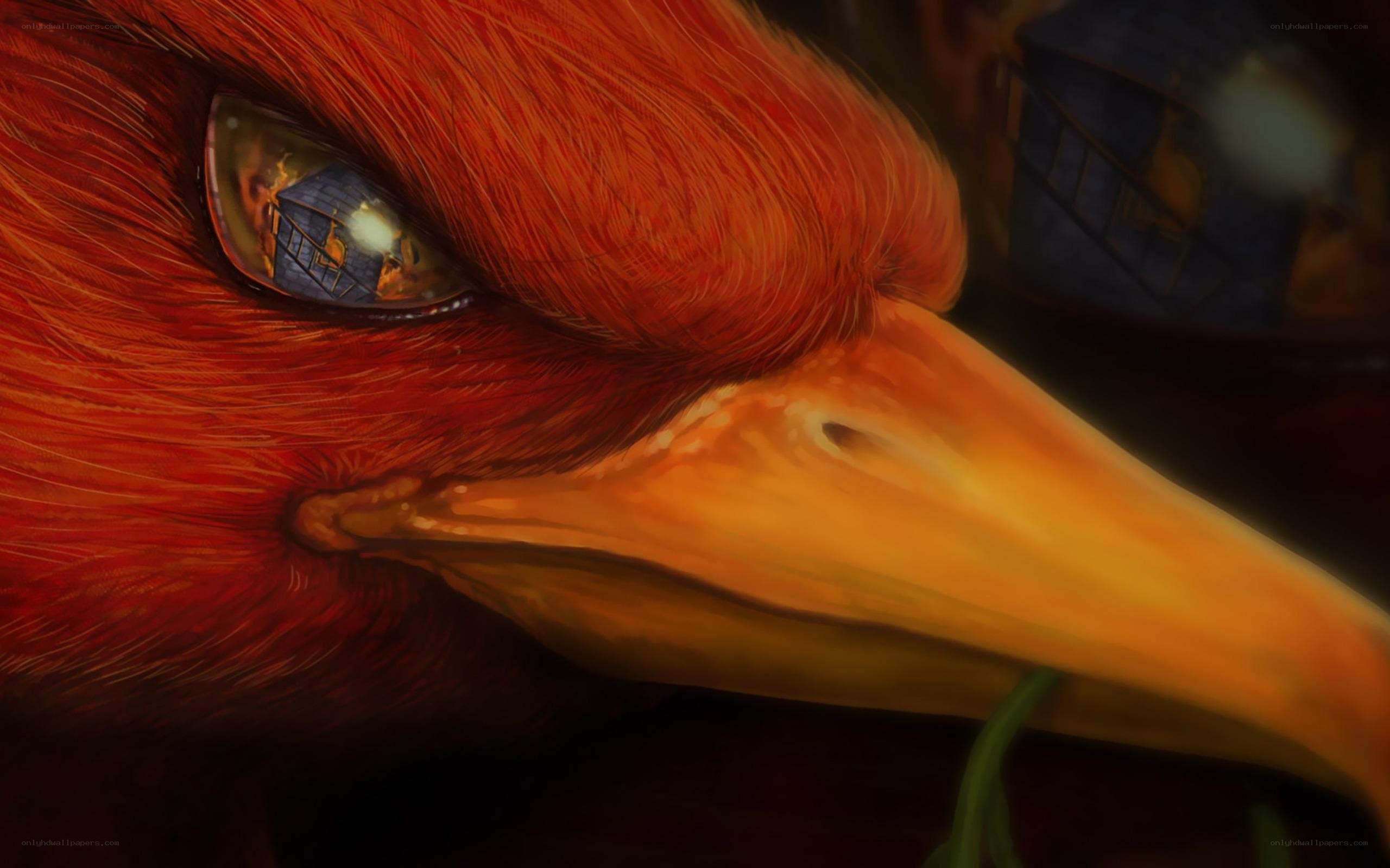 close-up of red bird eye