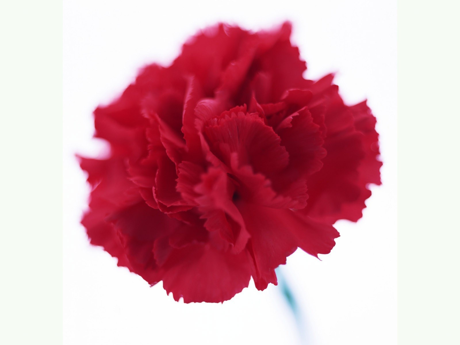 close-up of red carnation