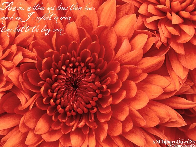 Close-up of Red Chrysanthemum — Dramatic