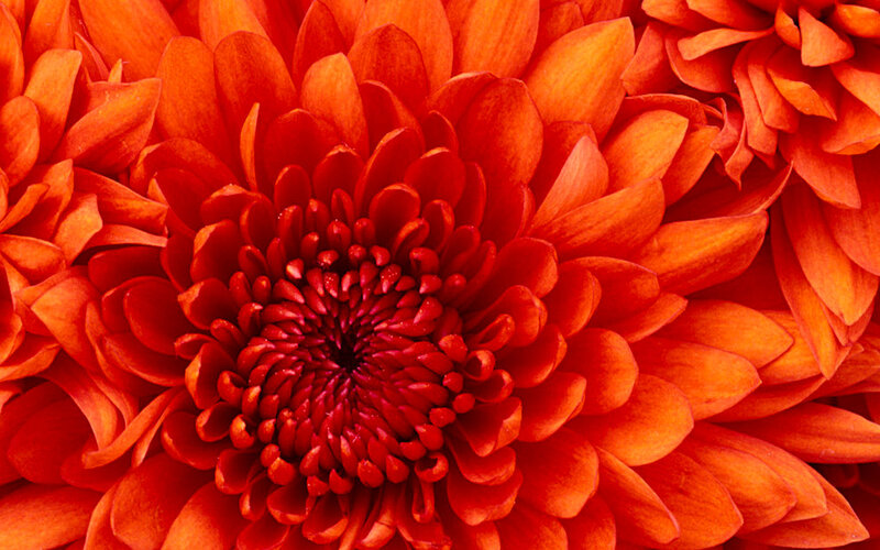 Close-up of Red Chrysanthemum