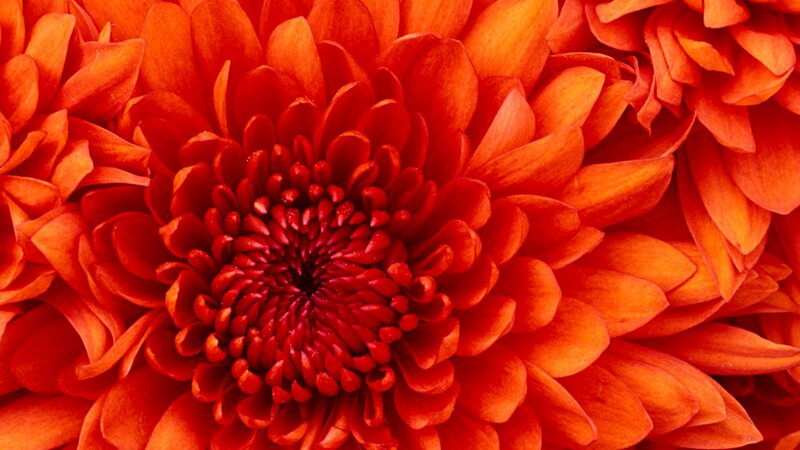 Close-up of Red Chrysanthemum — Vibrant, Photograph