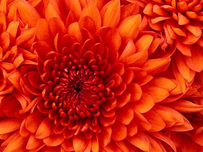 Close-up of Red Chrysanthemum — Vibrant