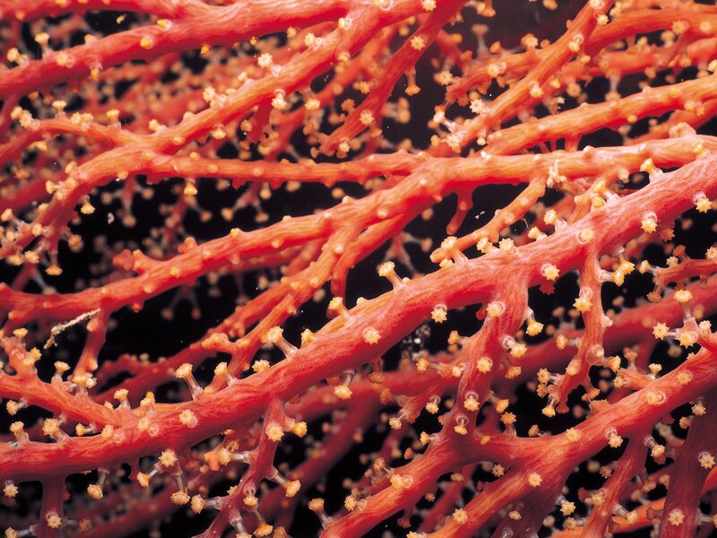 Close-up of red coral branches