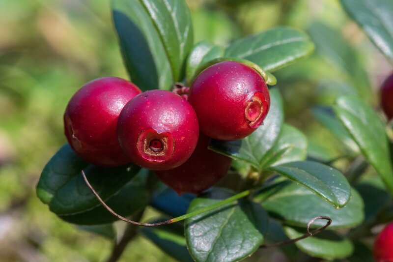 Close-up of red cranberries