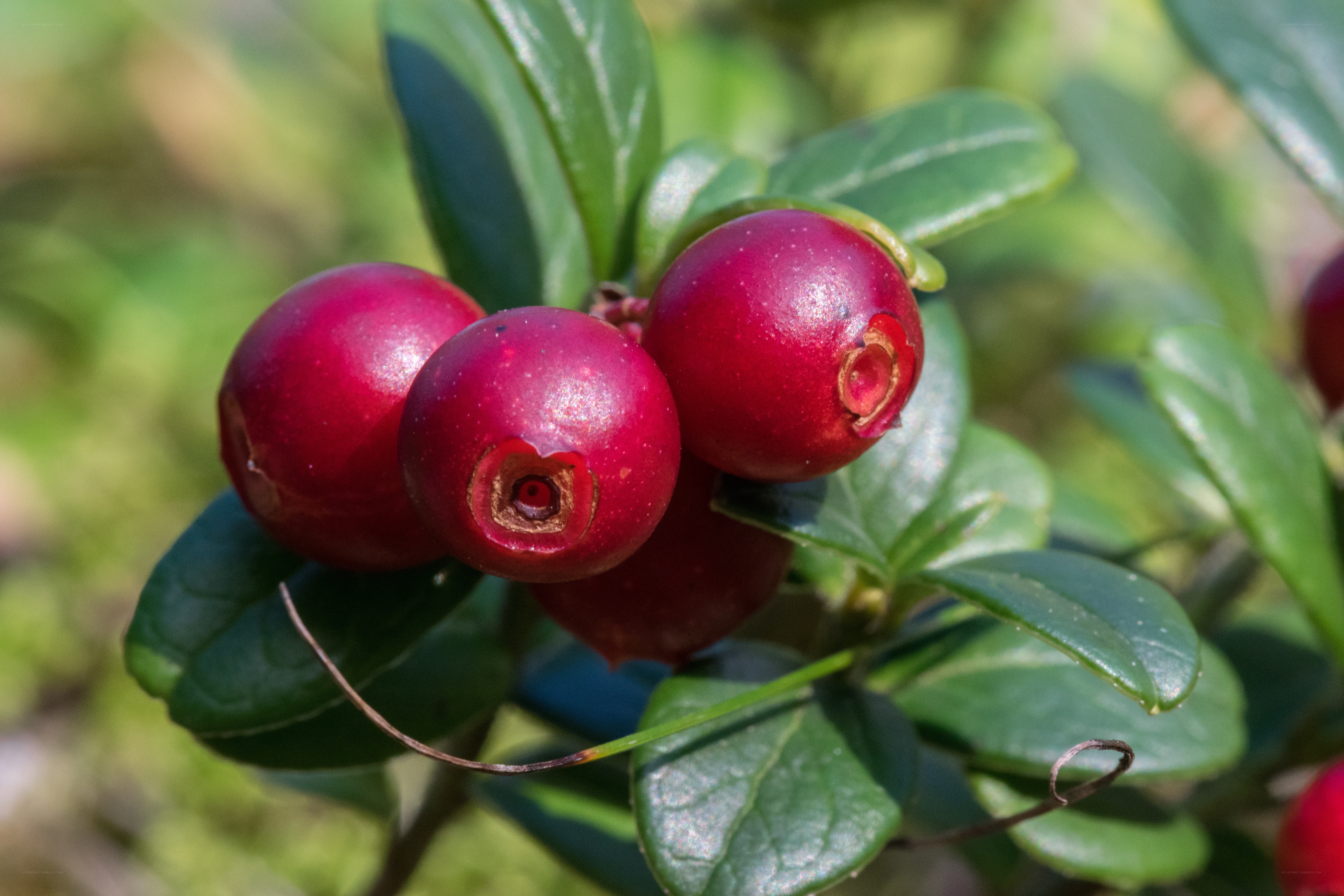 Close-up of red cranberries
