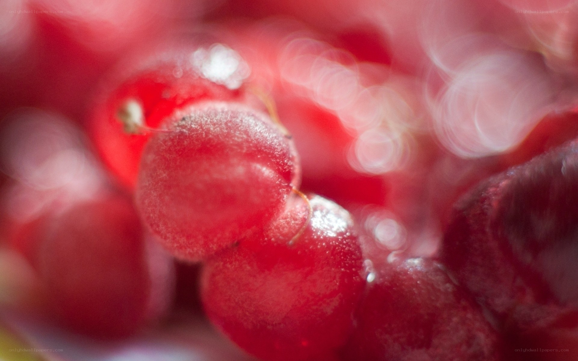 Close-up of red currants