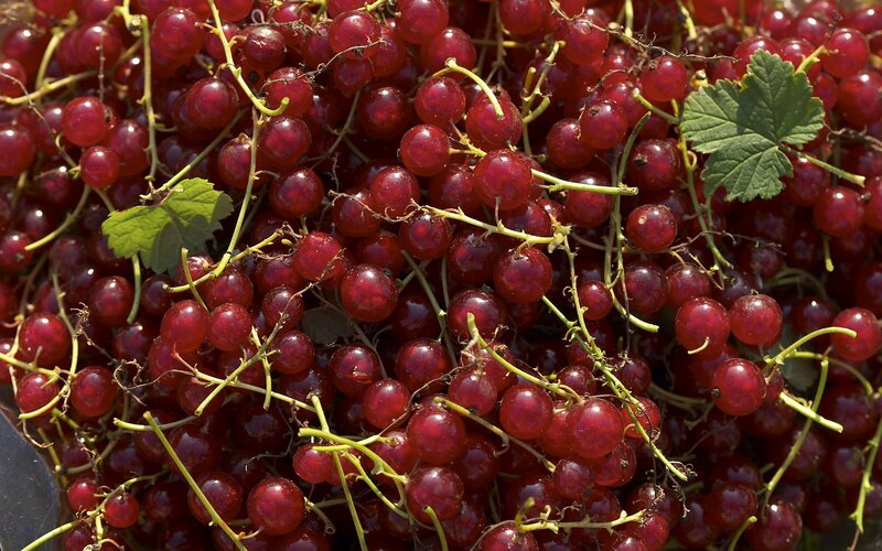 close-up of red currants