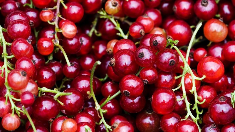 Close-up of red currants