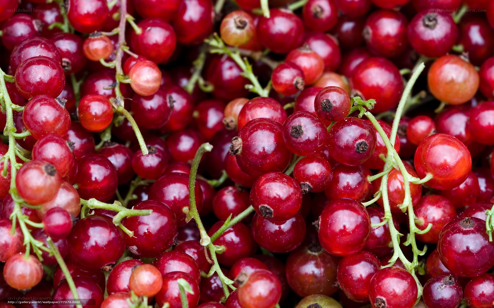 close-up of red currants