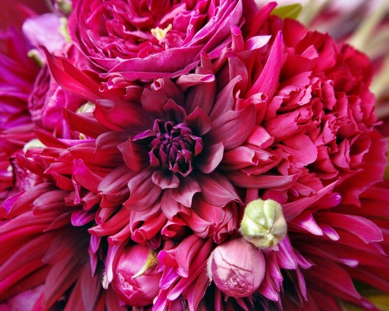 Close-up of red dahlia flowers