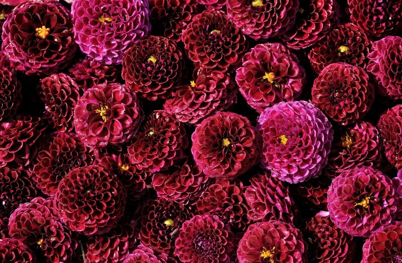 Close-up of red dahlia flowers