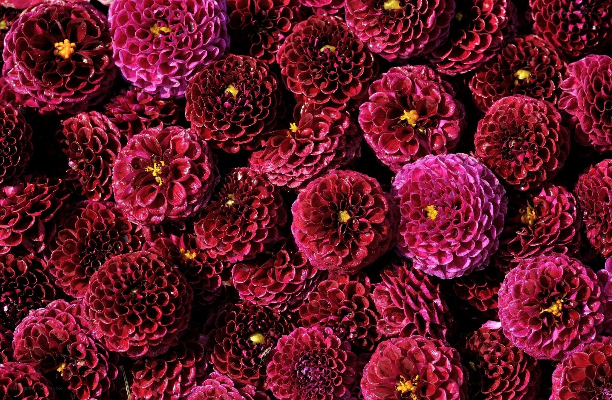 Close-up of red dahlia flowers