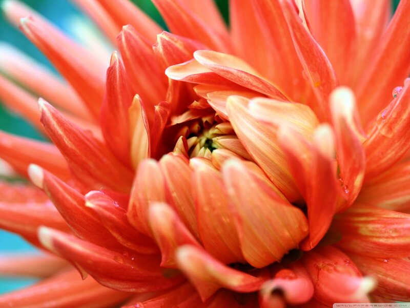 Close-up of Red Dahlia — Vibrant, Photograph