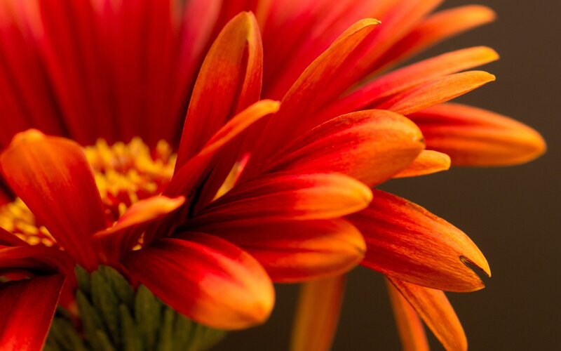 Close-up of red daisy flower
