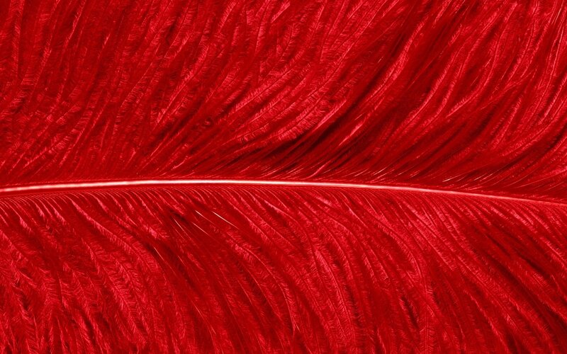 close-up of red feather