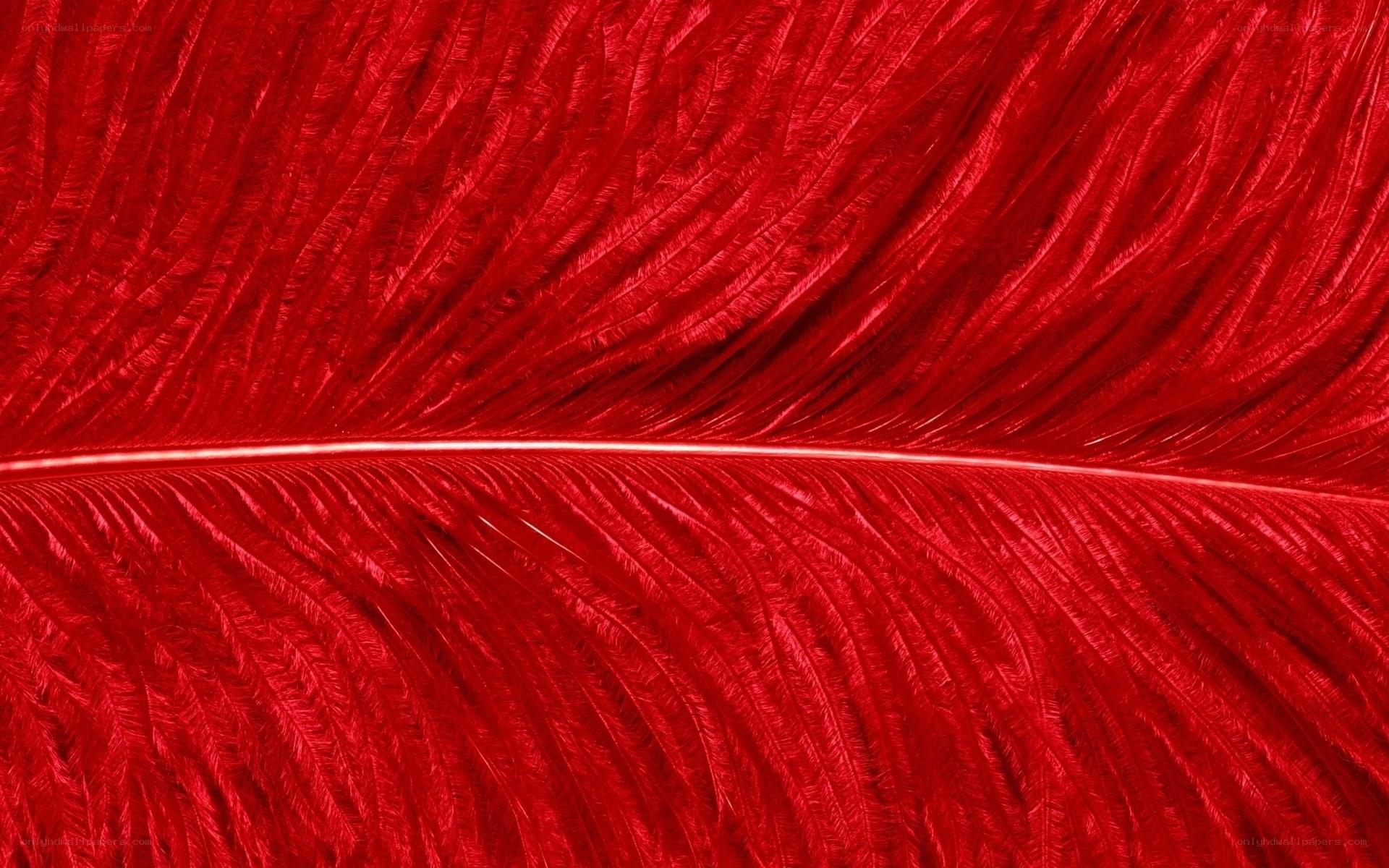 close-up of red feather