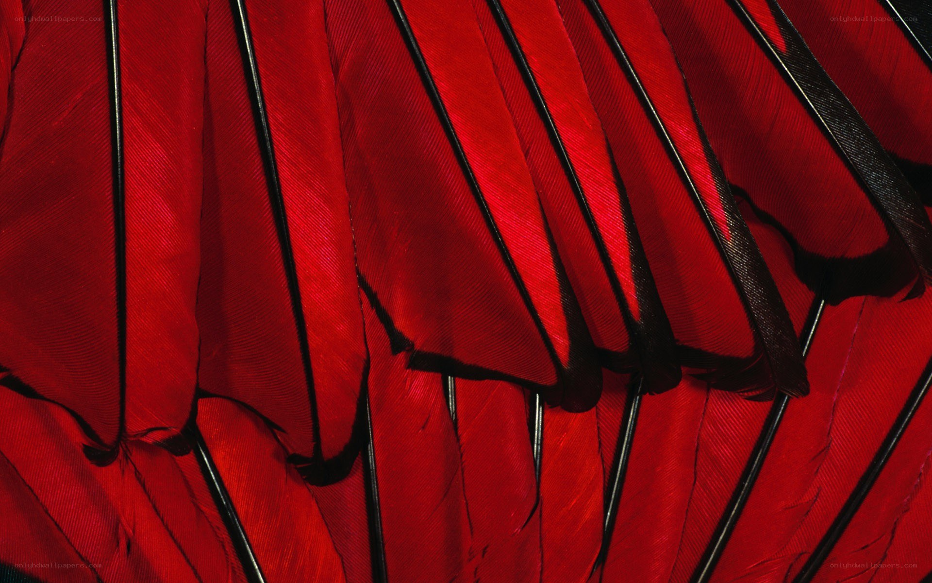 Close-up of red feathers