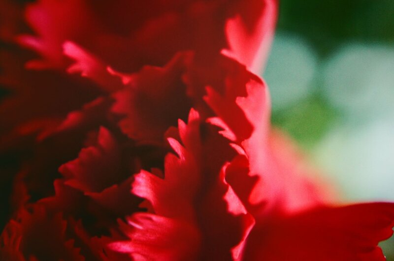 close-up of red flower
