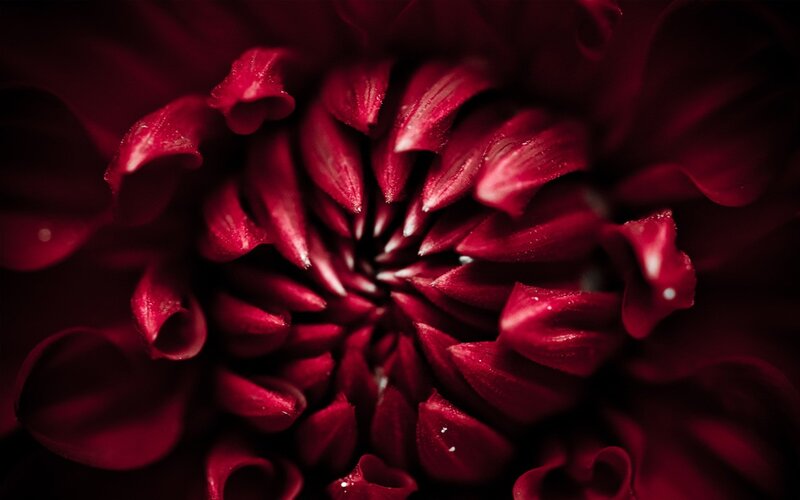 close-up of red flower