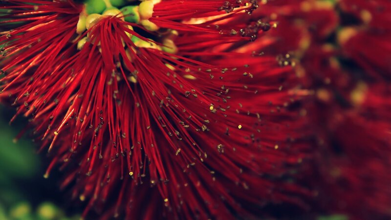 Close-up of red flower
