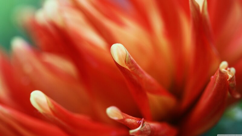 close-up of red flower