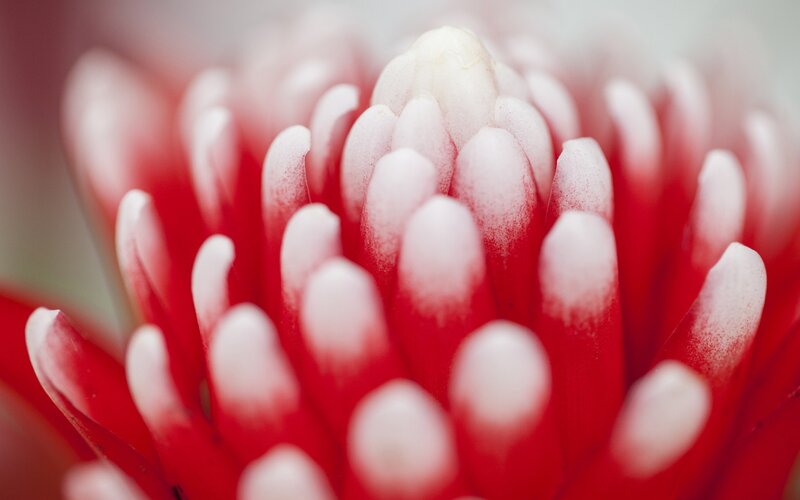 close-up of red flower
