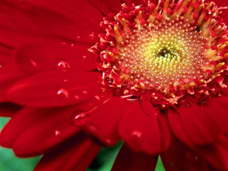 Close-up of red flower