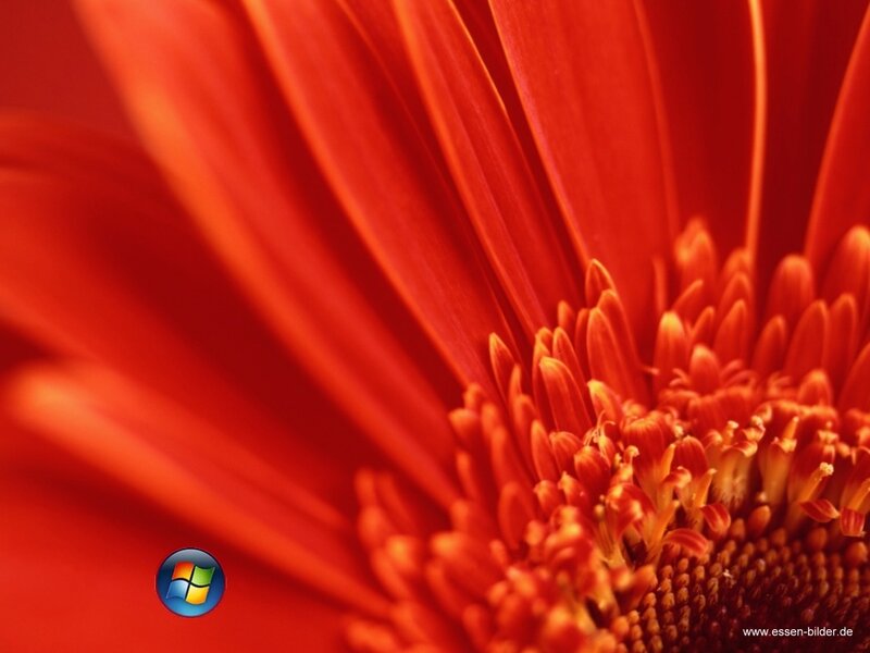close-up of red flower