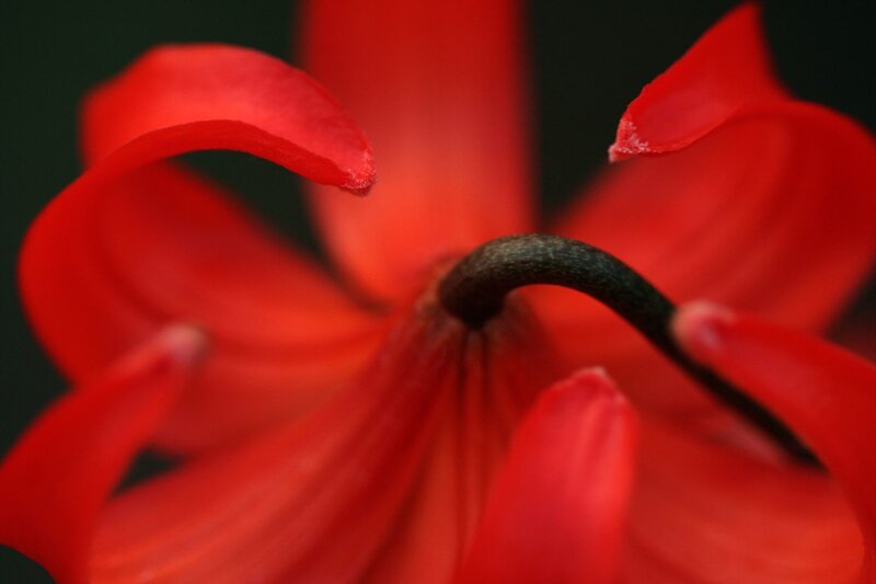 close-up of red flower