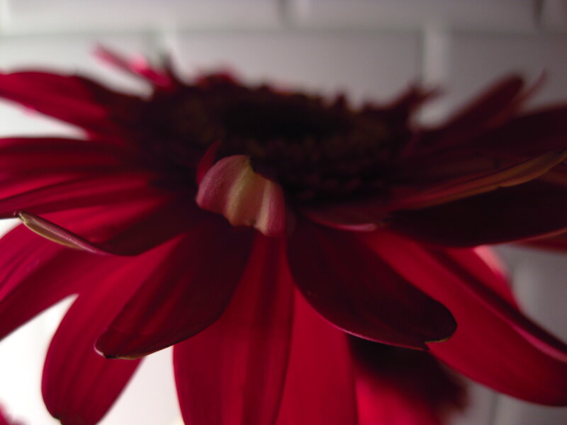 close-up of red flower