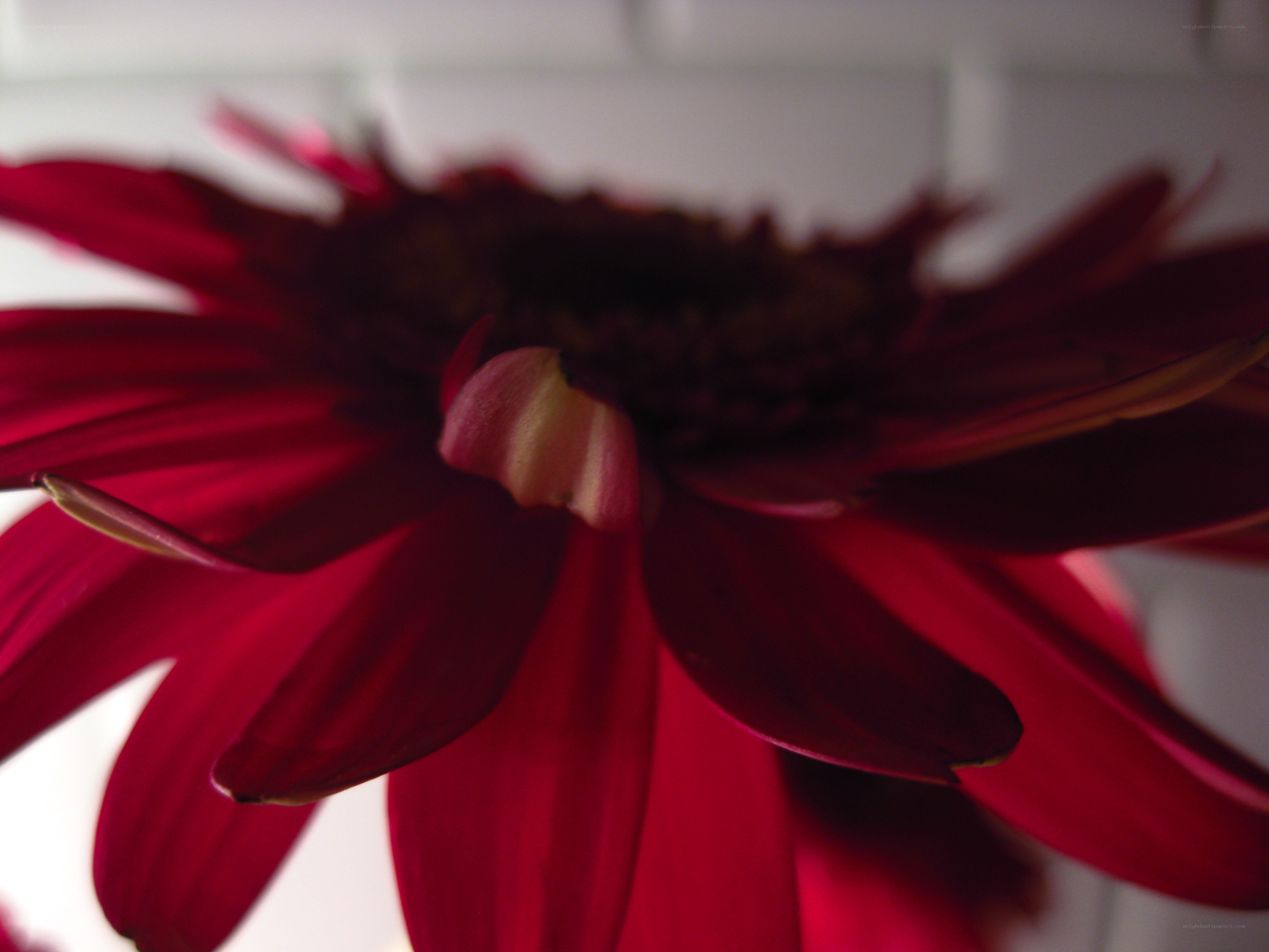 close-up of red flower