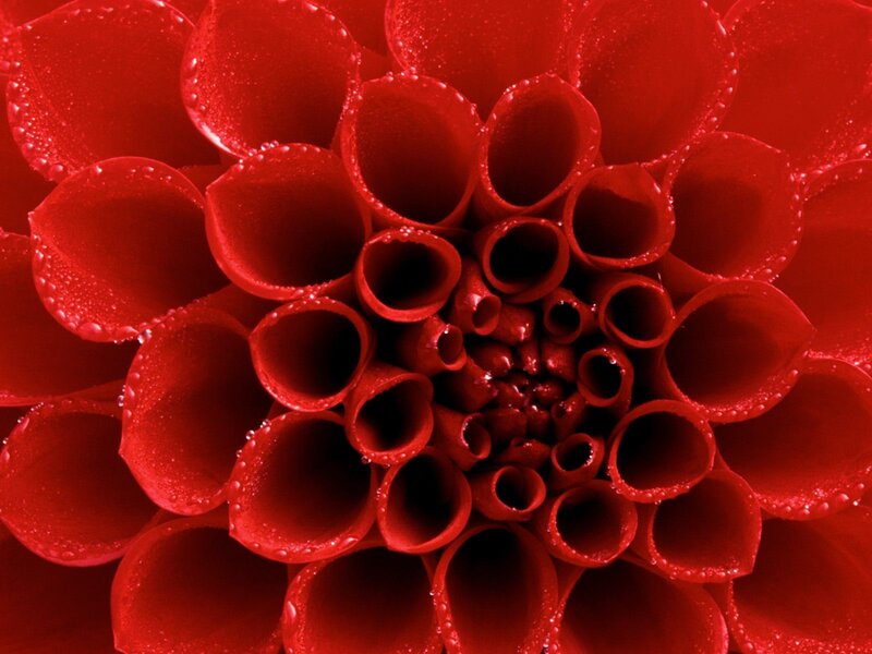 Close-up of red flower