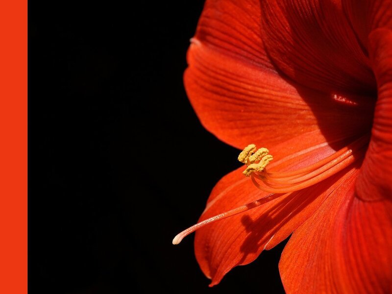 close-up of red flower