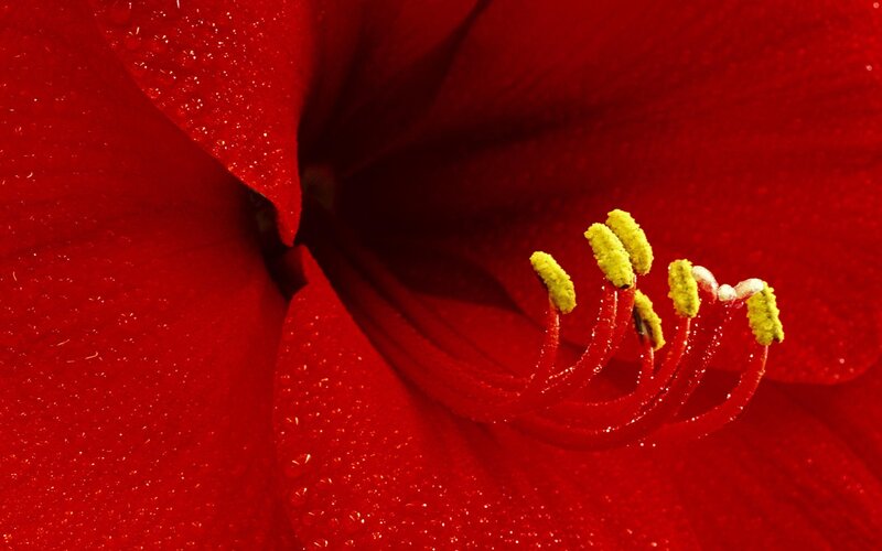 Close-up of red flower