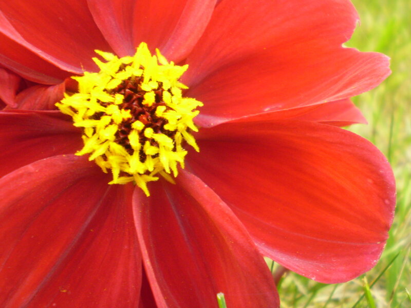 close-up of red flower
