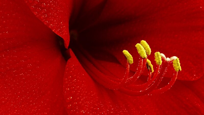 close-up of red flower