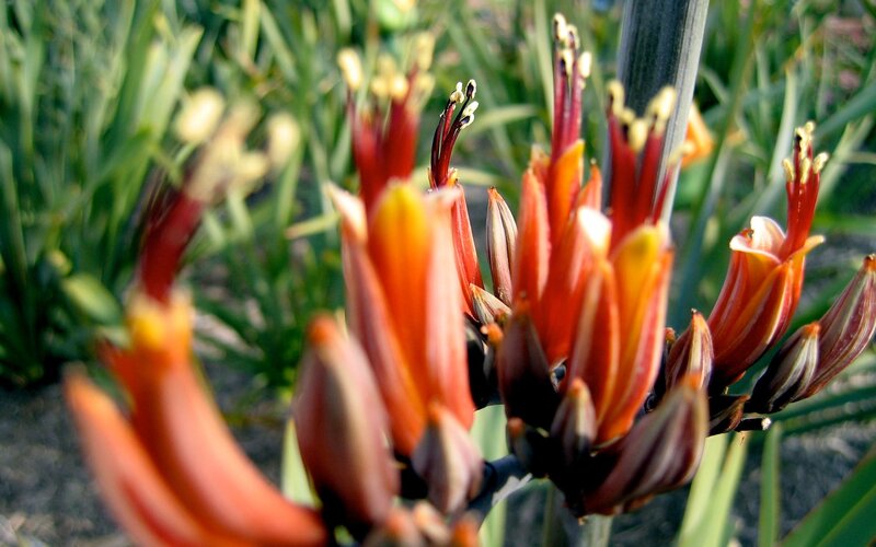 Close-up of red flower buds