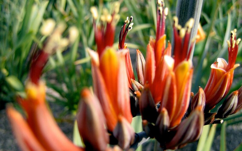 Close-up of red flower buds