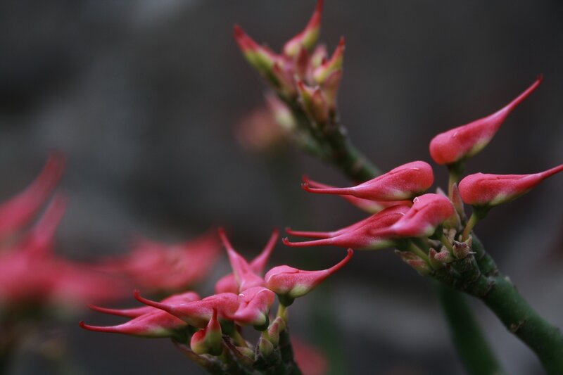 Close-up of red flower buds