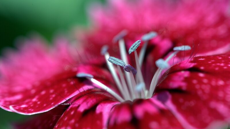 Close-up of Red Flower — Calm, Photograph, Petals