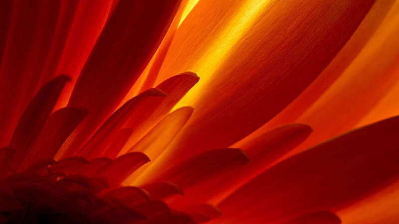 Close-up of Red Flower — Dramatic, Photograph, Petals, Light