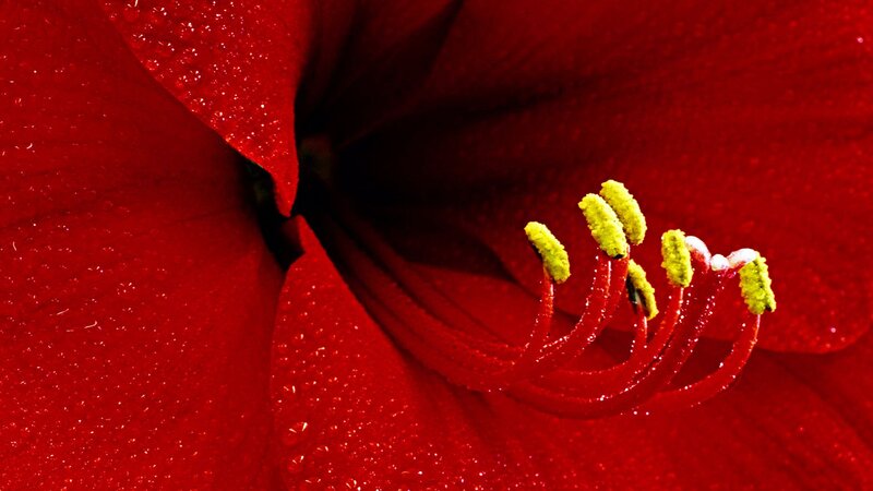 Close-up of Red Flower — Dramatic, Photograph, Petals, Stamen