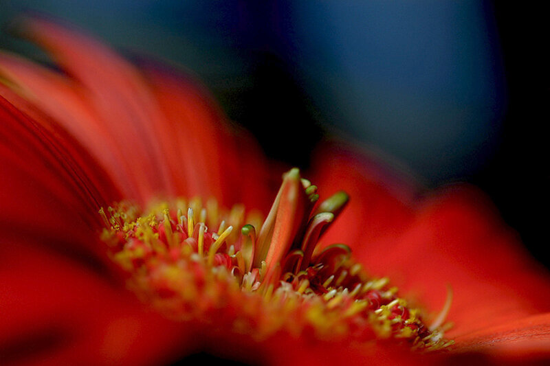 Close-up of Red Flower — Dramatic, Photograph, Petals