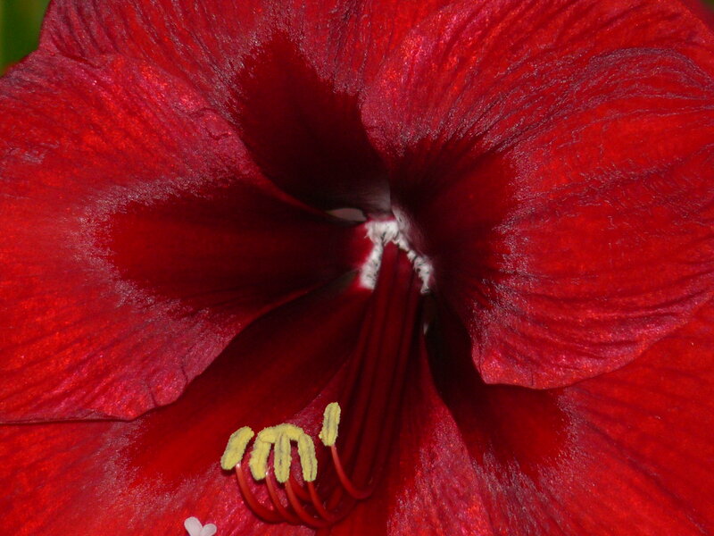 Close-up of Red Flower — Dramatic, Photograph