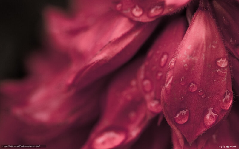 Close-up of Red Flower — Dramatic, Photograph, Water Droplets