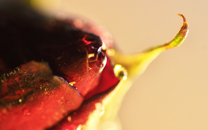 Close-up of Red Flower — Dramatic, Sunset, Photograph