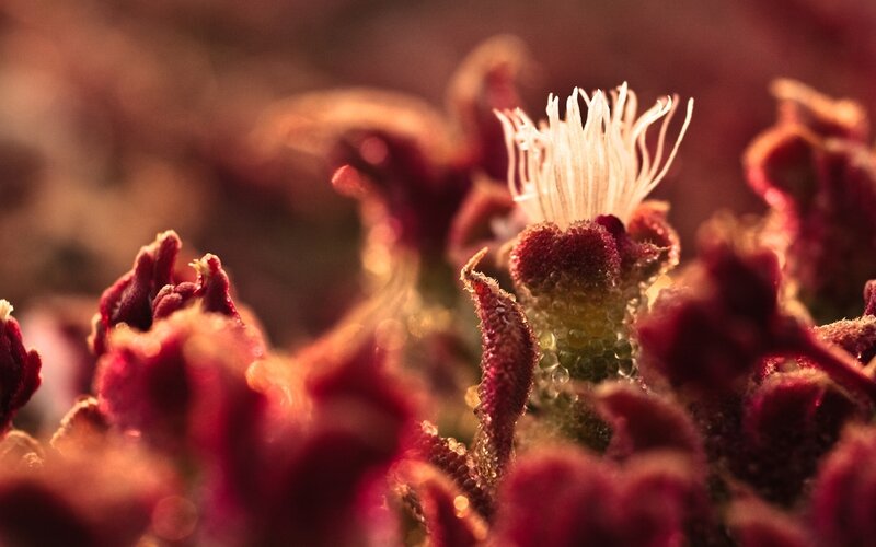 Close-up of Red Flower — Dramatic, Sunset