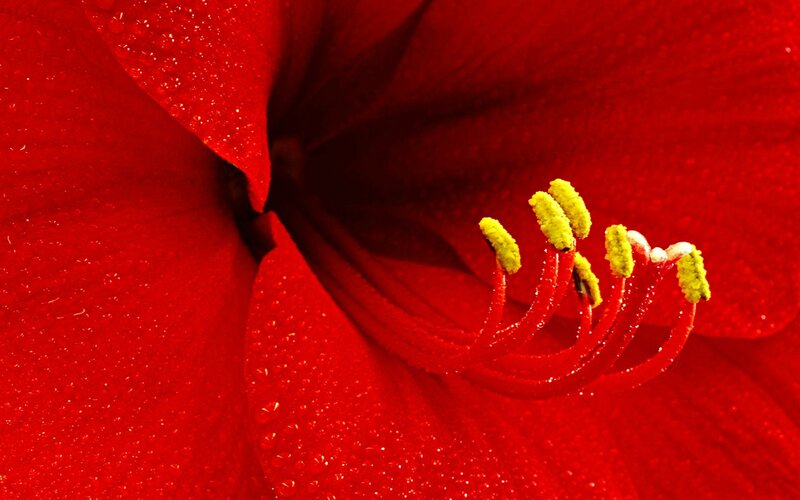 Close-up of Red Flower — Dramatic