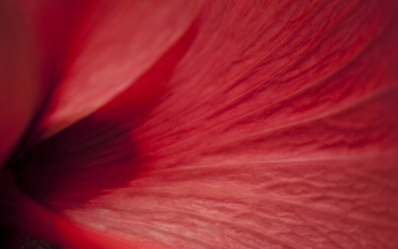 close-up of red flower petal