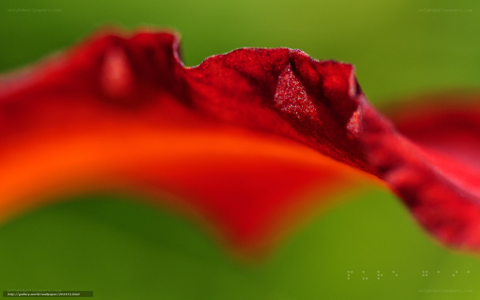 Close-up of red flower petal